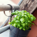 Everything You Need to Know About Herbs and Vegetables for Hanging Baskets