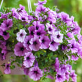 Selecting Plants for Your Hanging Basket Garden