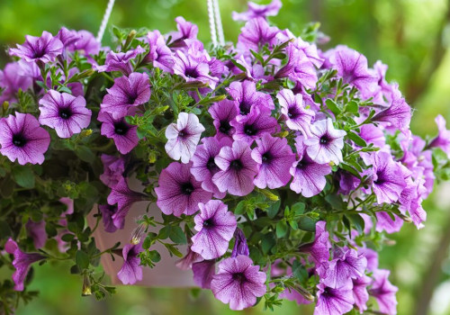 Light Requirements for Choosing the Best Hanging Basket Plants