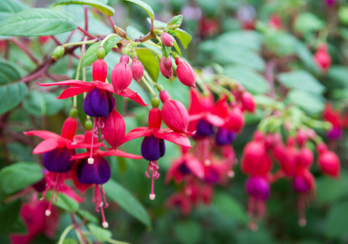 Everything You Need to Know About Flowering Plants for Hanging Baskets