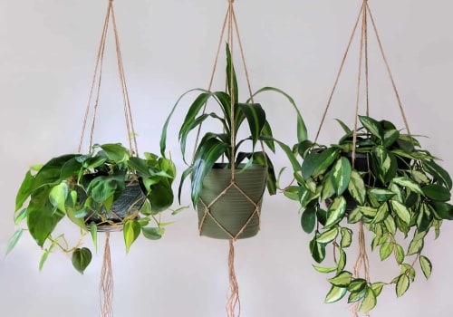Fertilizing Indoor Hanging Baskets: Everything You Need to Know